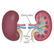Kidney Transplant $13500